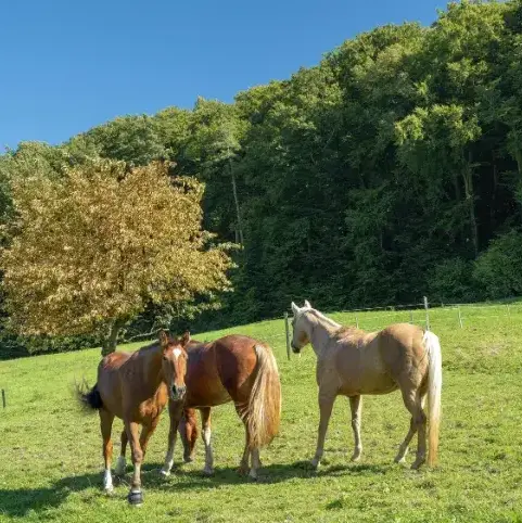 balade à cheval Daoulas-1
