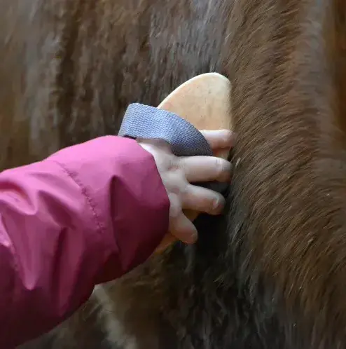 balade à cheval à Daoulas - image 3