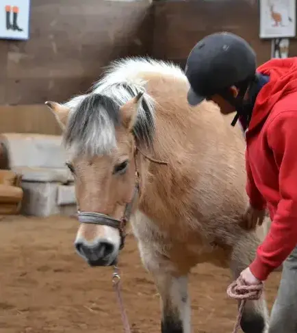 balade à cheval Guipavas-1