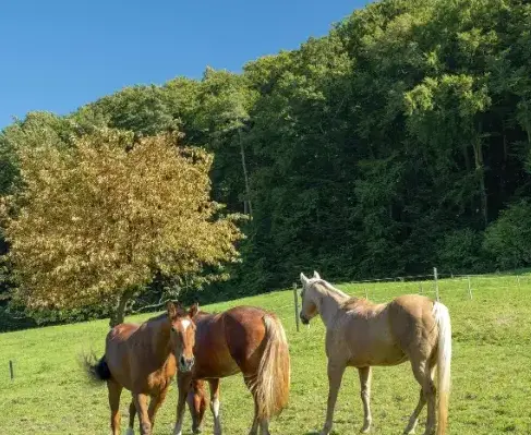 balade à cheval à Guipavas - image 2