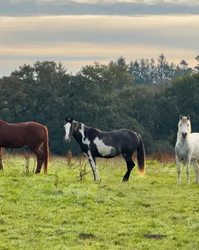 balade à cheval à Guipavas - image 4