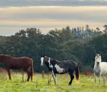 balade à cheval Landerneau-1