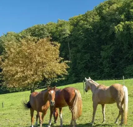 balade à cheval à Landerneau - image 2