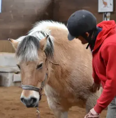 balade à cheval à Landerneau - image 4