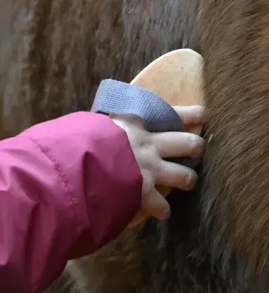 balade à cheval Landerneau-5
