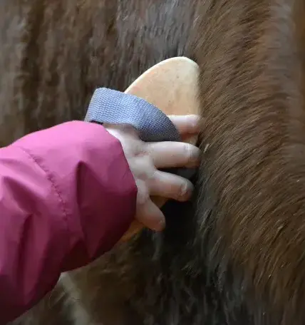 balade à cheval Landivisiau-1