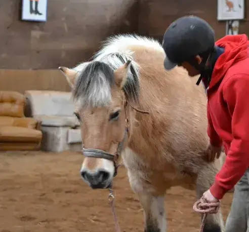 balade à cheval à Landivisiau - image 2