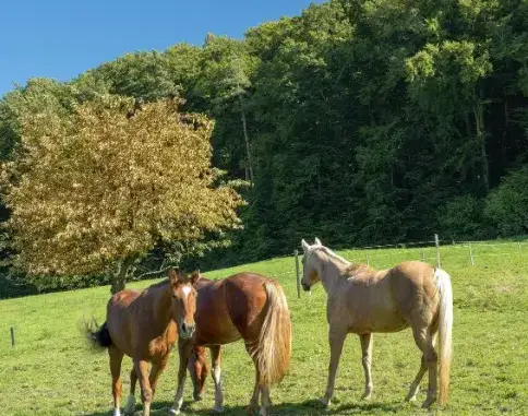 balade à cheval à Landivisiau - image 3