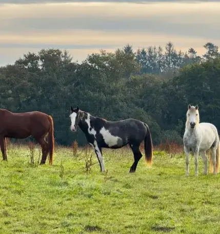 balade à cheval Landivisiau-5
