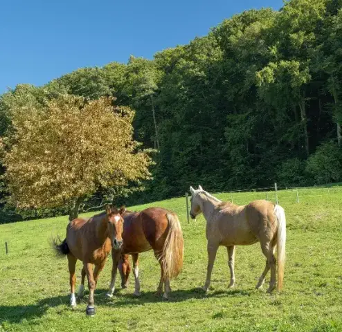 balade à cheval Lesneven-1