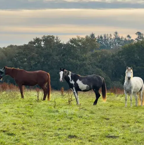 balade à cheval à Lesneven - image 2