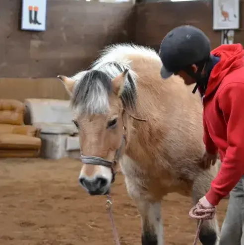 balade à cheval à Lesneven - image 4