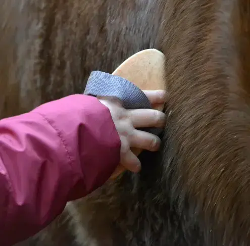 balade à cheval à Sizun - image 3