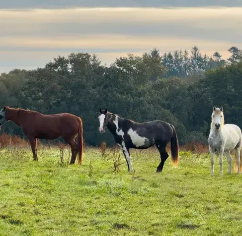 balade à cheval à Sizun - image 4
