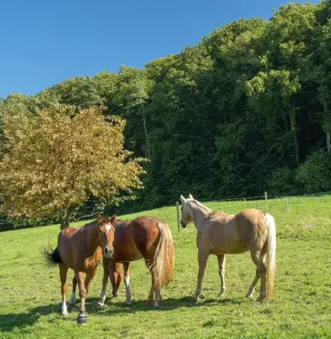 balade à cheval Sizun-5