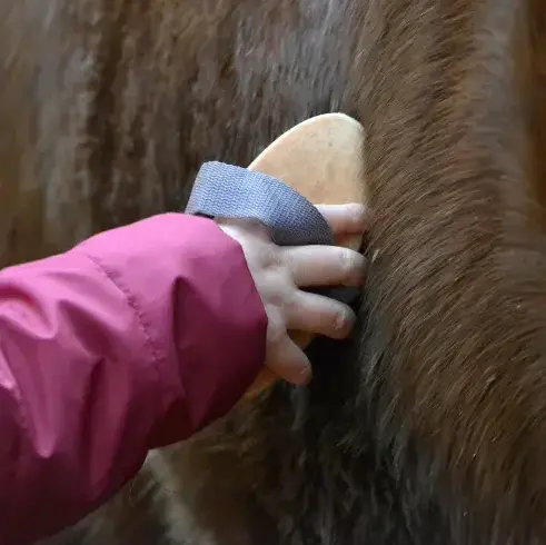 équithérapie Daoulas-1