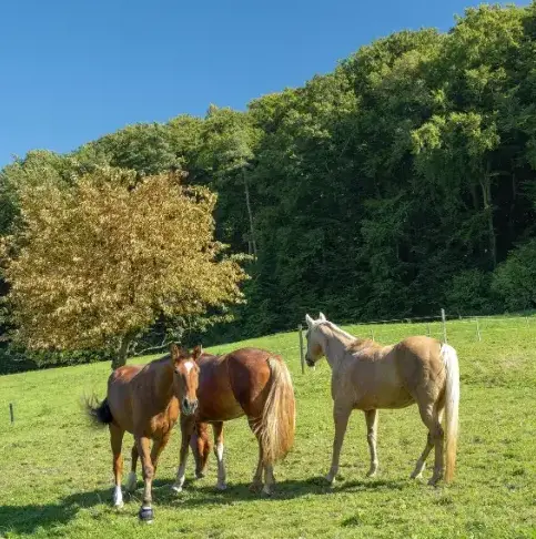 équithérapie à Daoulas - image 2