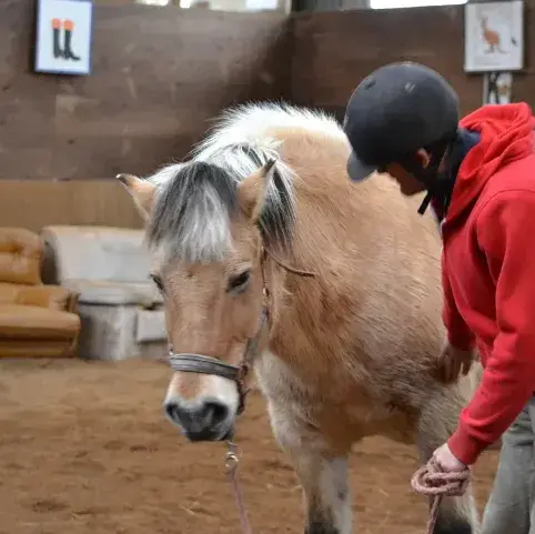 équithérapie à Daoulas - image 4