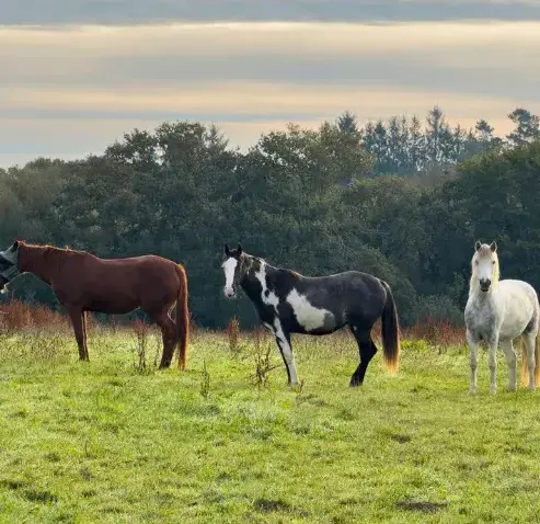 équithérapie Daoulas-5