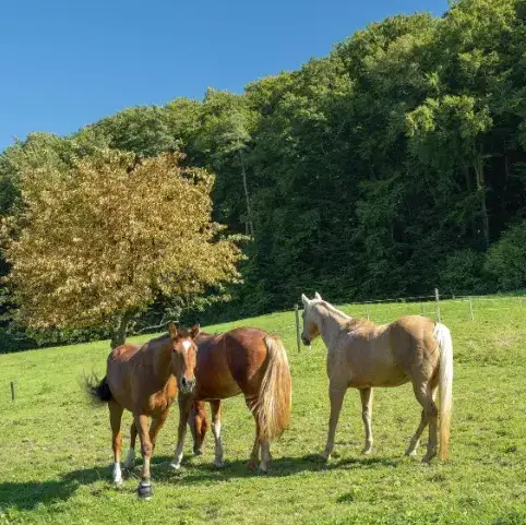 équithérapie Guipavas-1