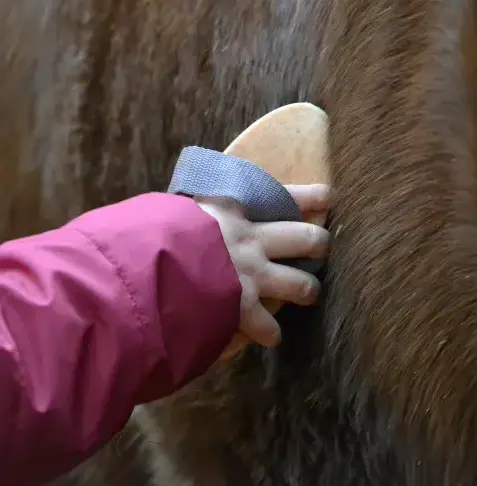 équithérapie à Guipavas - image 3