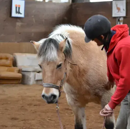 équithérapie Guipavas-5