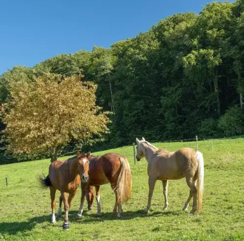 équithérapie à Landerneau - image 2