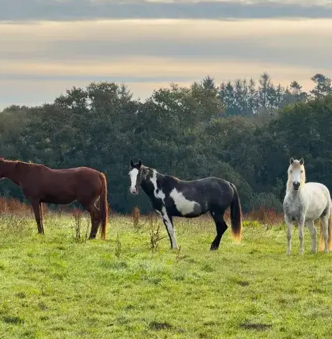 équithérapie à Landerneau - image 3