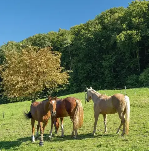 équithérapie à Landivisiau - image 2