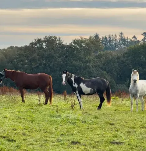 équithérapie à Landivisiau - image 3