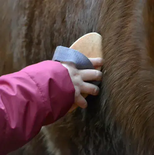 équithérapie à Landivisiau - image 4