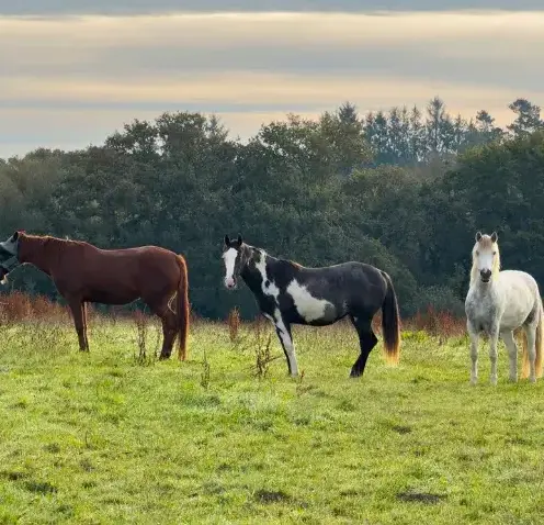 équithérapie à Lesneven - image 4