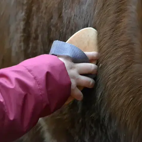 équithérapie Lesneven-5