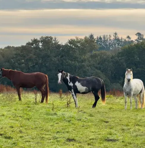 équithérapie à Sizun - image 3