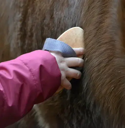 équithérapie à Sizun - image 4