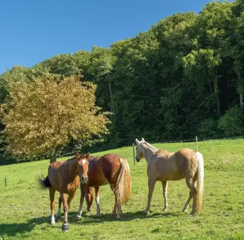 éthologie à Daoulas - image 3