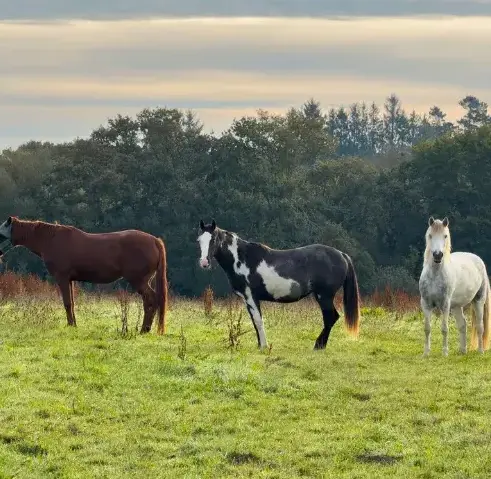éthologie à Daoulas - image 4