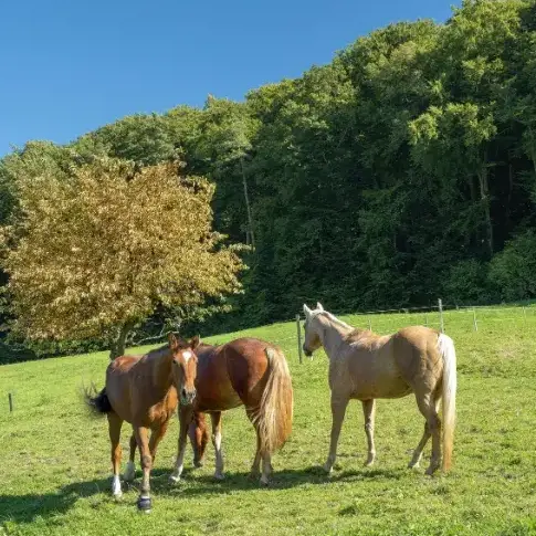 éthologie à Dirinon - image 3