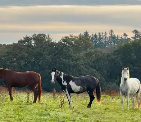 éthologie Guipavas-1