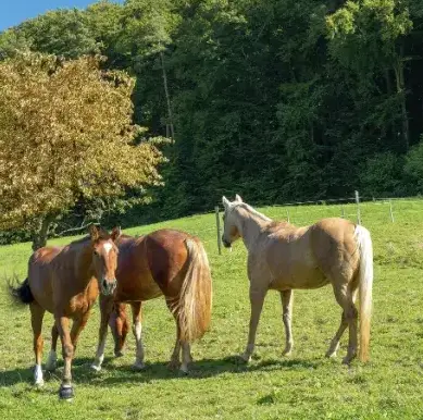 éthologie à Guipavas - image 3