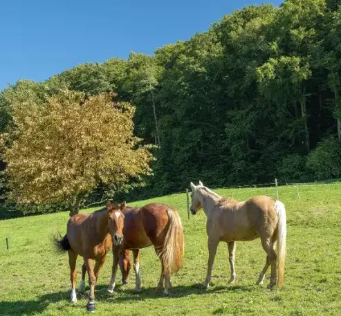 éthologie à Landerneau - image 2