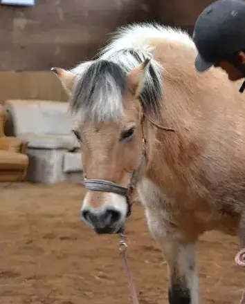 éthologie à Landerneau - image 3