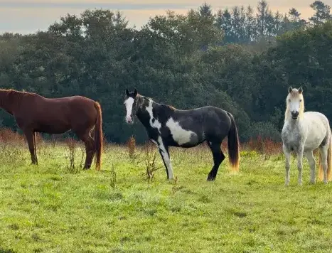 éthologie Landerneau-5
