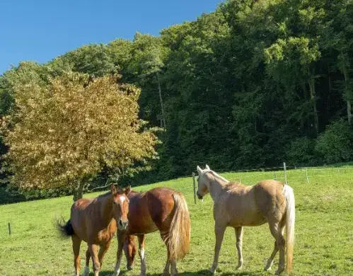 éthologie à Landivisiau - image 2