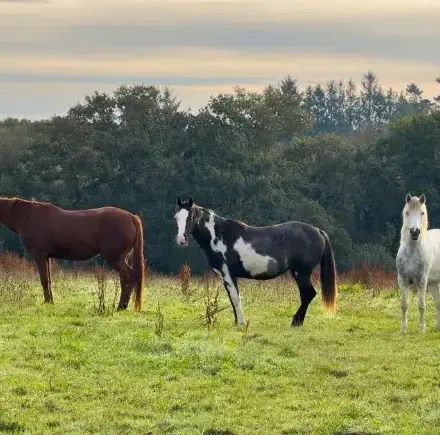 éthologie à Landivisiau - image 3