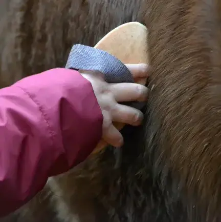 éthologie à Landivisiau - image 4