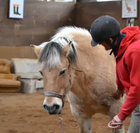 éthologie Landivisiau-5