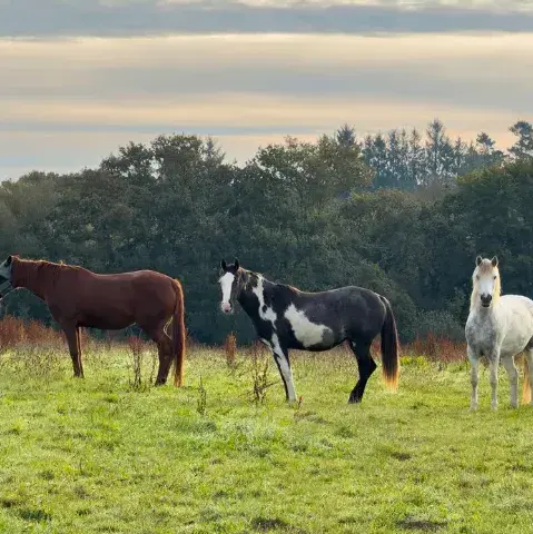 éthologie Lesneven-1