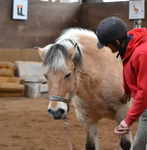 éthologie à Lesneven - image 4