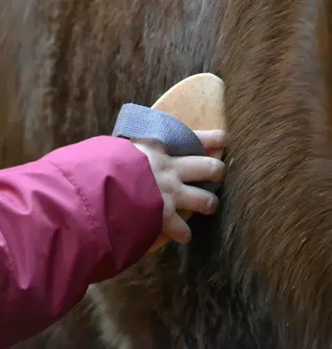 éthologie Lesneven-5